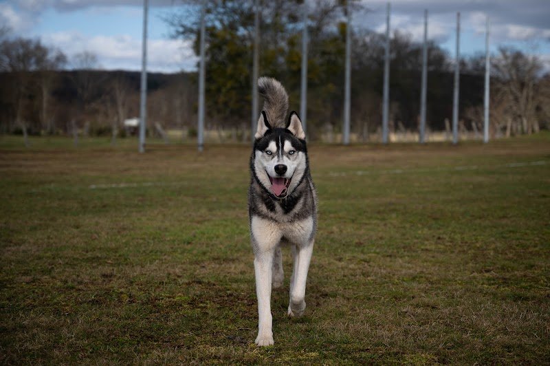 Luxi Dog - éducateur comportementaliste canin - photo 3