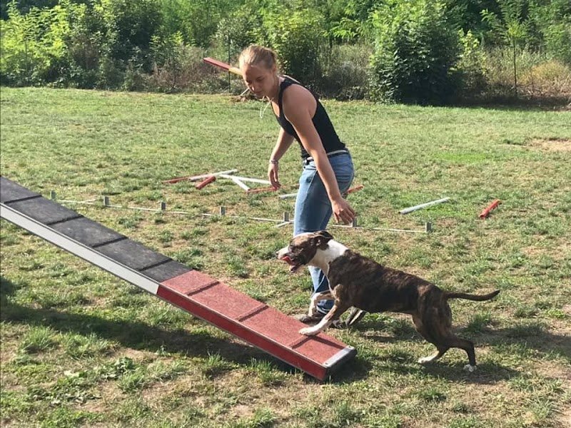 Élevage Canin Psyche Destiny - photo 1