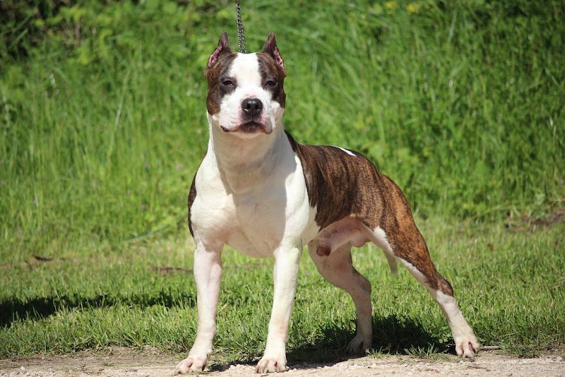 Élevage Canin Psyche Destiny - photo 2