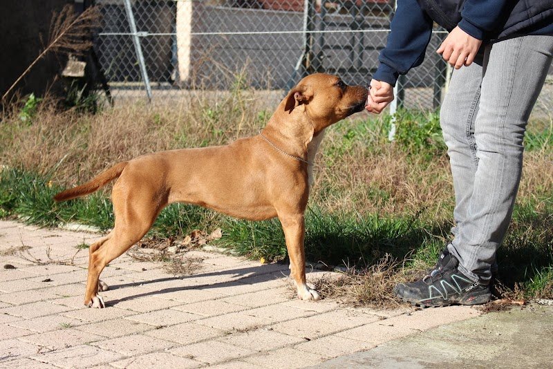 Élevage Canin Psyche Destiny - photo 3