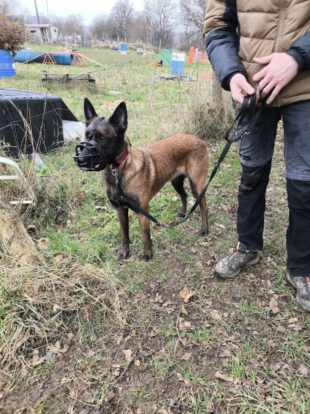 CANI'DRESS terrain de dressage canin - photo 2