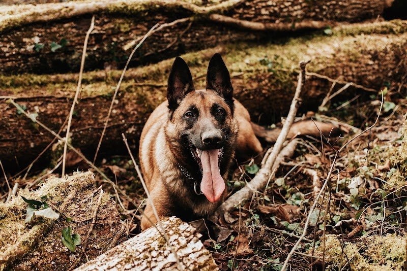 Cani'solutions educateur canin ranchot, besancon, saint vit, dole - photo 2