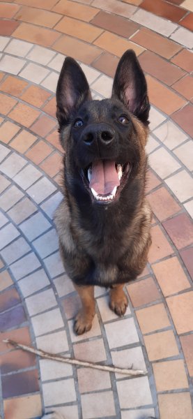 Cani'solutions educateur canin ranchot, besancon, saint vit, dole - photo 3