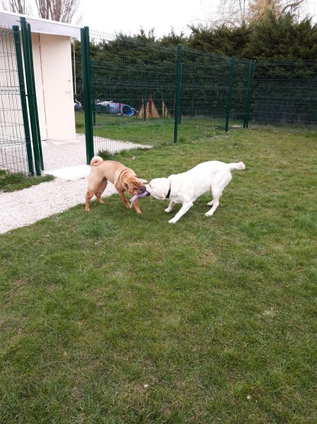 Pension chiens "Au Chemin des 4 Pattes" en Côte d'Or 21 - photo 2