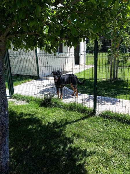 Pension chiens "Au Chemin des 4 Pattes" en Côte d'Or 21 - photo 3