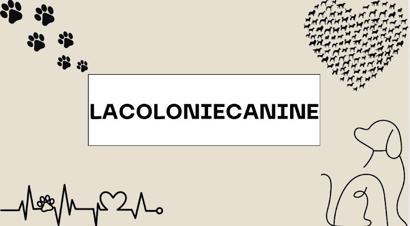 Lacoloniecanine - photo 1