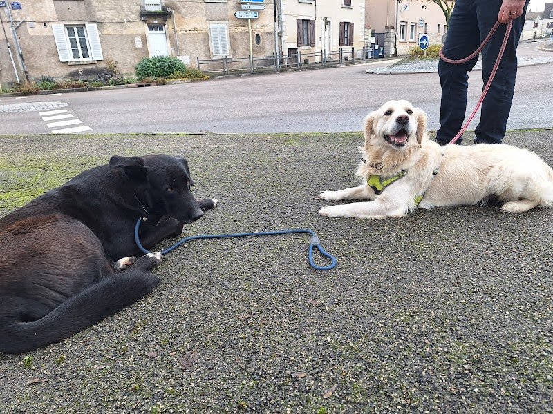 PsyCoDog Educateur comportementaliste canin Dijon / Langres