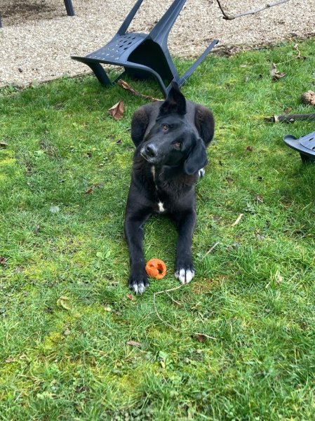 PsyCoDog Educateur comportementaliste canin Dijon / Langres - photo 2
