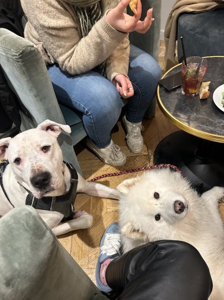 Oxymaux : médiation animal, comportementaliste et éducatrice canine - photo 2