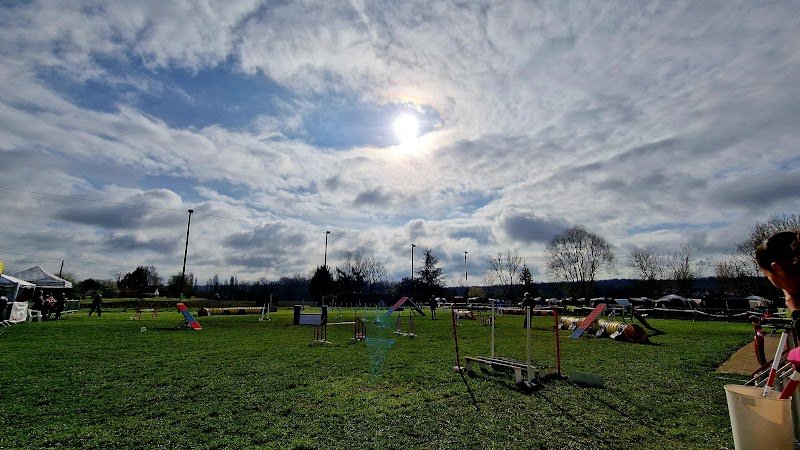 Educateur Canin : Dressage chien - photo 2