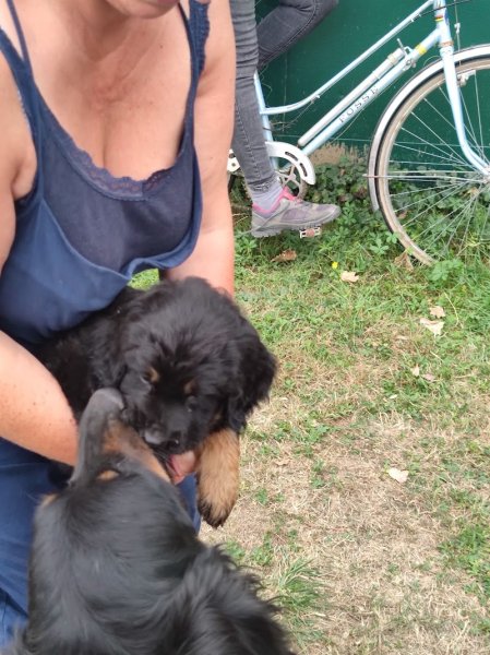 Educateur Canin : Dressage chien - photo 3