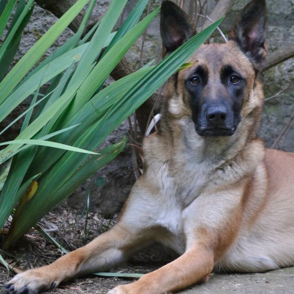 KYNOS - JORIS LOEFF Éducateur comportementaliste canin