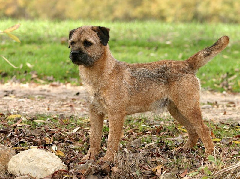 KYNOS - JORIS LOEFF Éducateur comportementaliste canin - photo 2