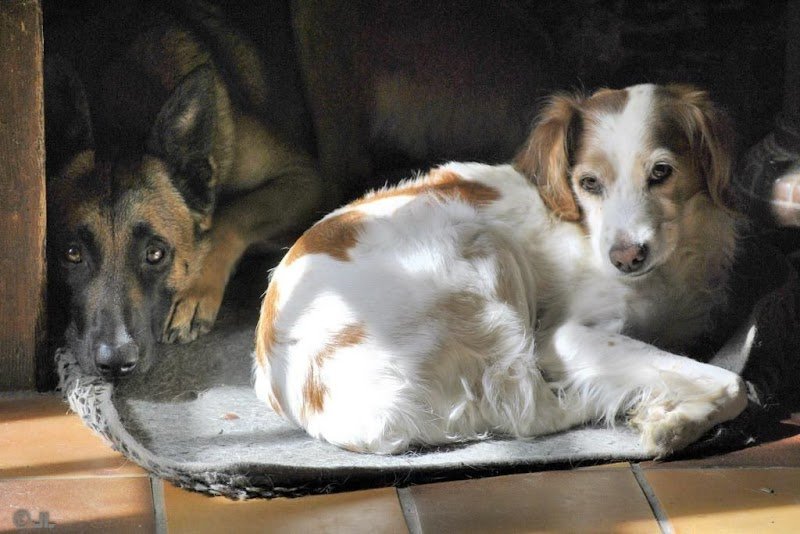 KYNOS - JORIS LOEFF Éducateur comportementaliste canin - photo 3