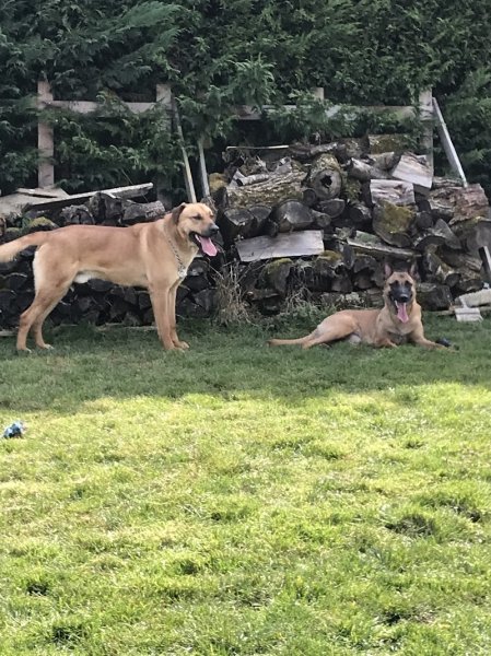 C'OMPORT DOG - photo 1