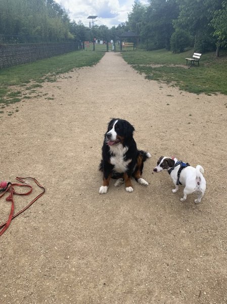 Ô Loubar Canin / Educateur Comportementaliste Canin Nancy / Meurthe et Moselle (54) / Lorraine - photo 3