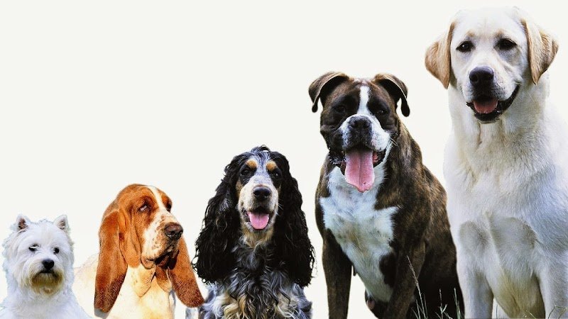 Dr. Mickael Mazurek- Zendog - Comportementaliste et éducateur canin à Nancy