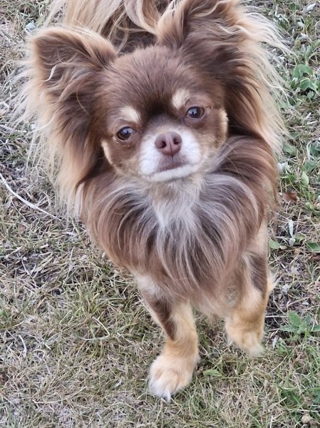 Dr. Mickael Mazurek- Zendog - Comportementaliste et éducateur canin à Nancy - photo 2