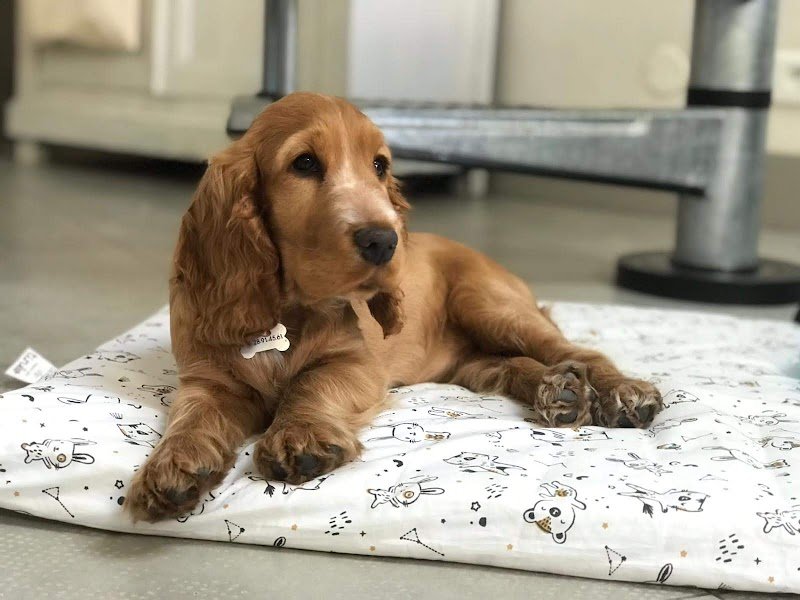 Dr. Mickael Mazurek- Zendog - Comportementaliste et éducateur canin à Nancy - photo 3