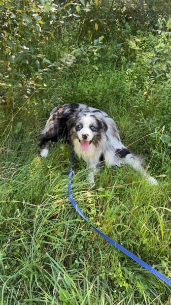 Emy Educ Canin - photo 3