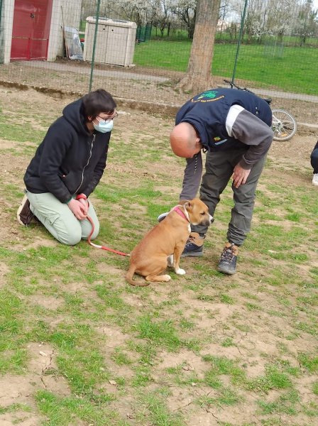 Lor'educ éducateur comportementaliste canin - photo 3