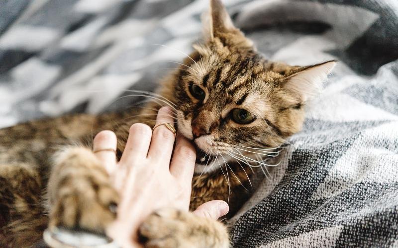 Comportementaliste Félin - Griffes De Lucy - - photo 1