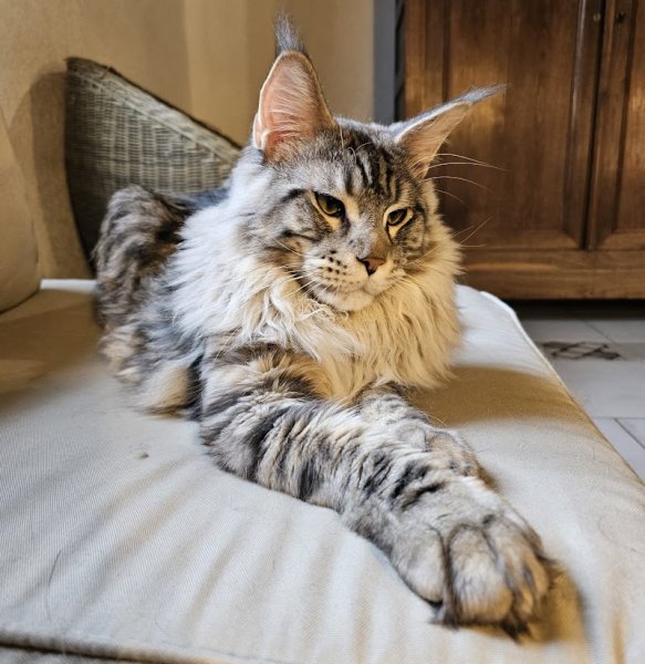 Comportementaliste Félin - Griffes De Lucy - - photo 2