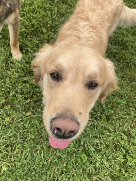 Pension canine familiale - photo 1