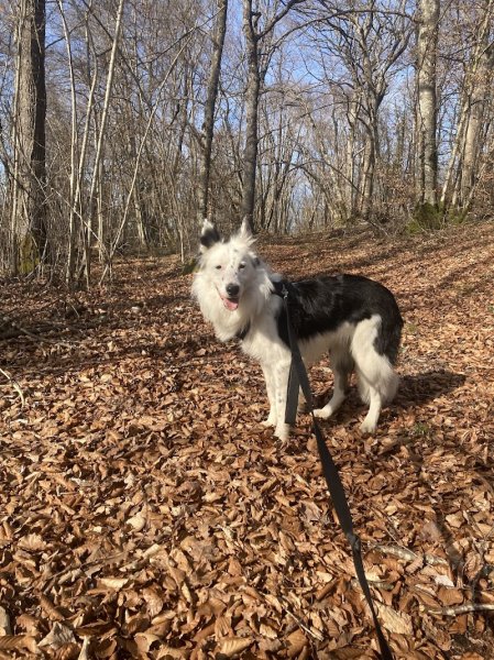 Pension canine familiale - photo 2