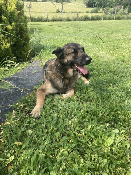 Pension canine familiale - photo 3