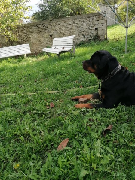Frédéric GILBERT Éducateur canin - photo 1