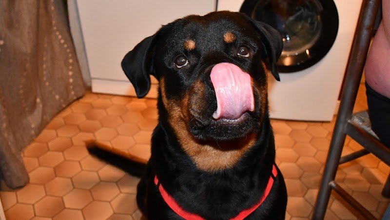Frédéric GILBERT Éducateur canin - photo 2