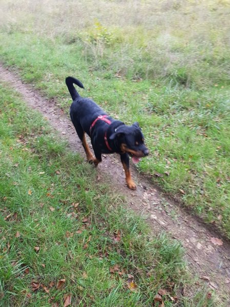 Frédéric GILBERT Éducateur canin - photo 3