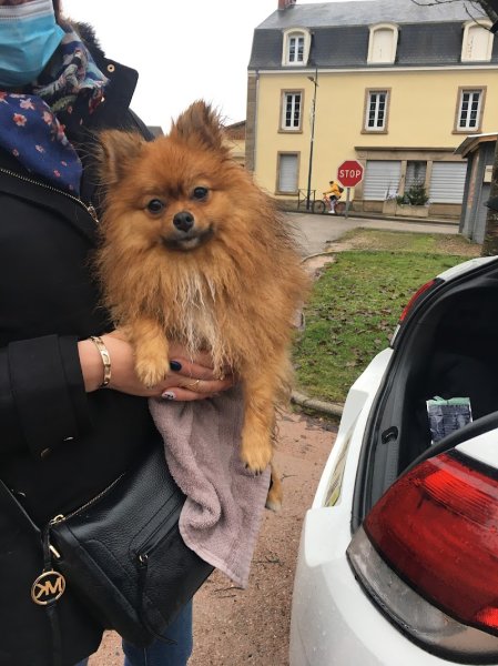 Le maître en laisse éducation canine DE