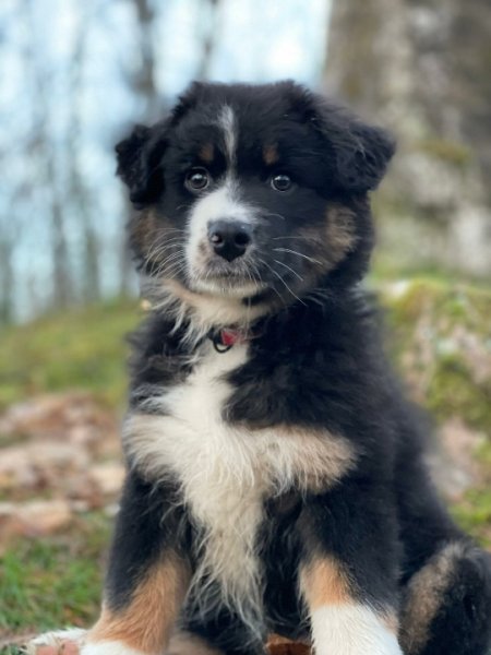 Le maître en laisse éducation canine DE - photo 2