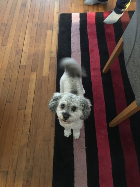 Le maître en laisse éducation canine DE - photo 3