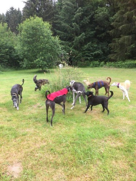 Le Chien Qui Rit: logement pour chiens - photo 2