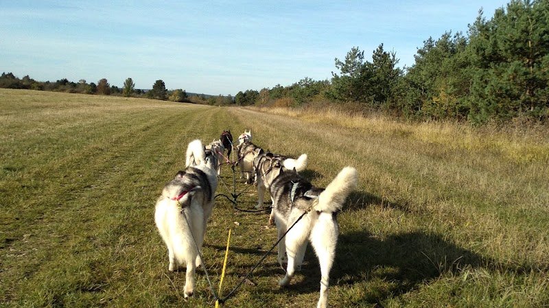 Evasion Polaire (Chiens de traineau Aube)