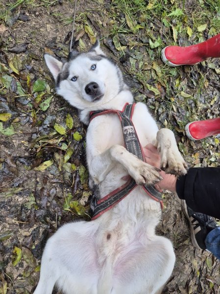 Evasion Polaire (Chiens de traineau Aube) - photo 2