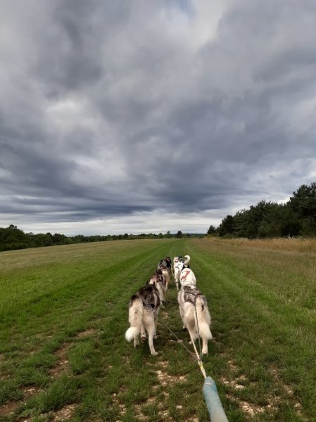 Evasion Polaire (Chiens de traineau Aube) - photo 3