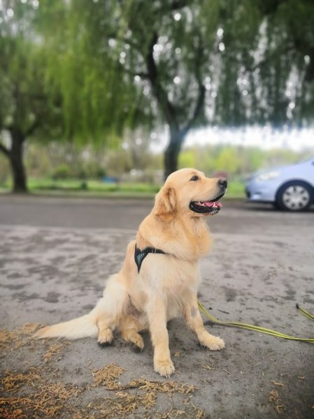 Canisphère- comportement & éducation canine - photo 2