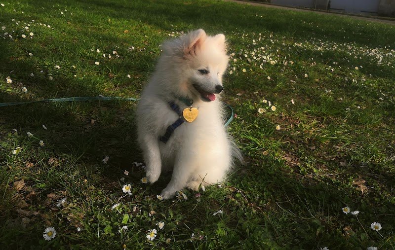 Canisphère- comportement & éducation canine - photo 3