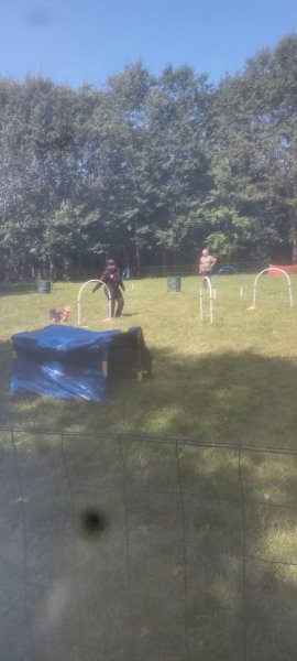 Club Canin Educ Agility Passion Sanvignes ( EAPS) - photo 2