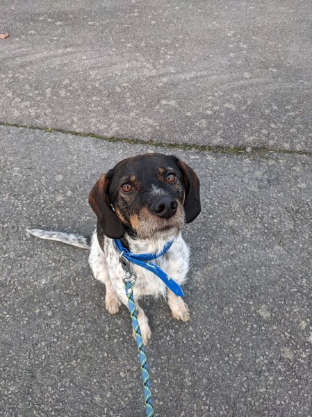 Smart'Dogs : l'éducation canine sympa et ludique - photo 2