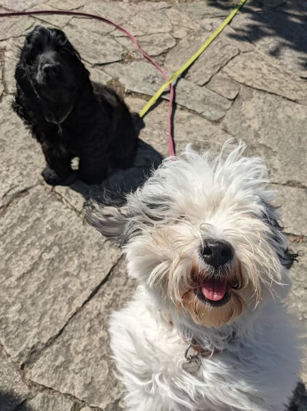 Smart'Dogs : l'éducation canine sympa et ludique - photo 3