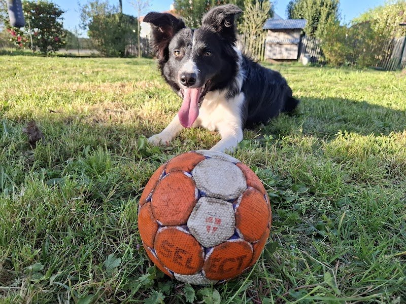 SO'Education Canine - photo 2