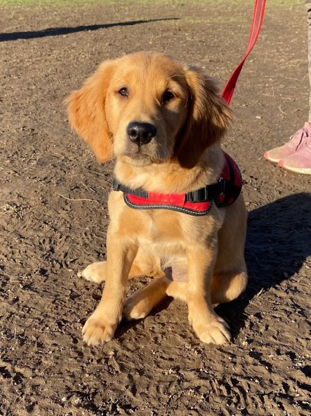 SO'Education Canine - photo 3