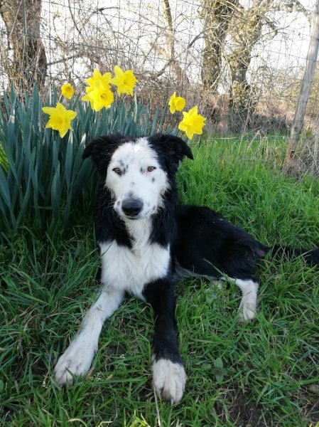 Cani-Team - Education canine et comportementaliste Ancenis - photo 2