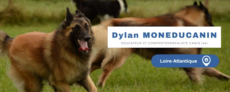Dylan MonEducanin - Educateur Comportementaliste Canin