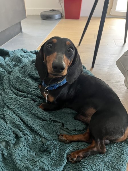 Dylan MonEducanin - Educateur Comportementaliste Canin - photo 2